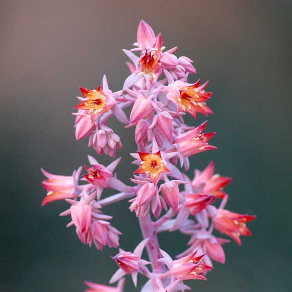 Flowers Collection